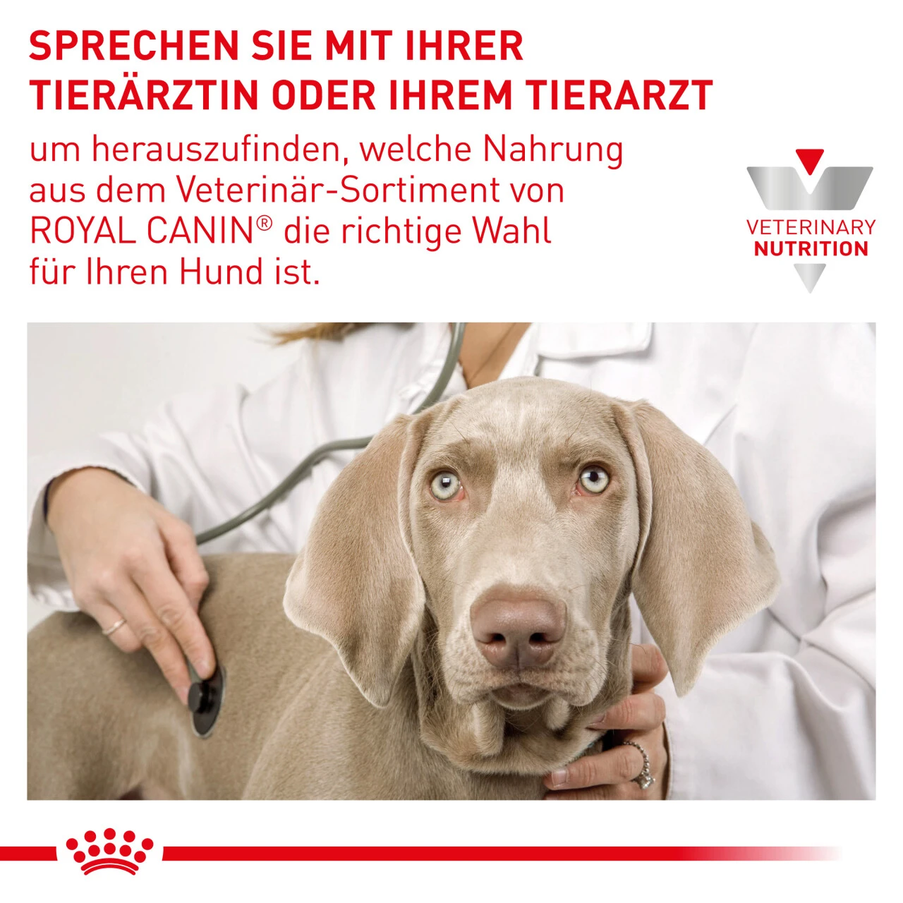 Royal Canin Renal Small Dogs Trockenfutter Für Hunde – Bild 8